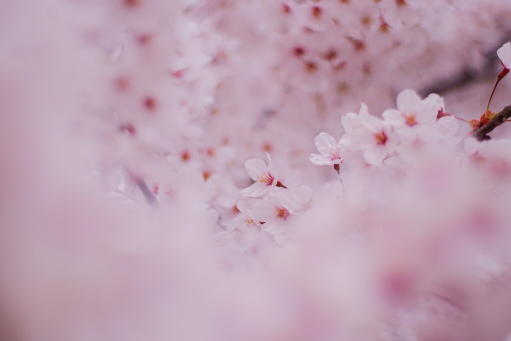 桜・・2023