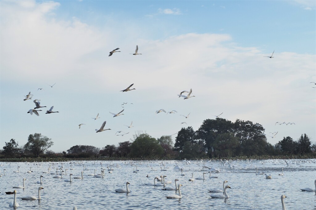 白鳥の湖