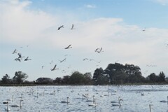 白鳥の湖