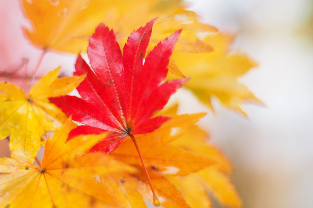 紅一点
