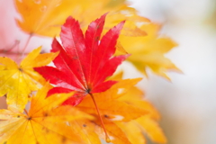 紅一点