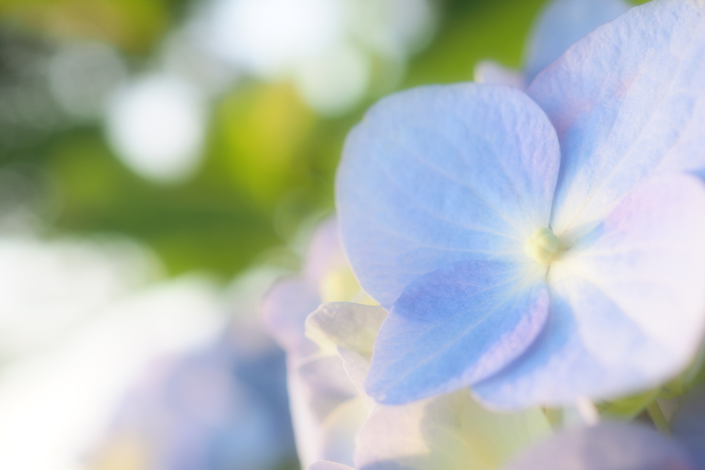 紫陽花・