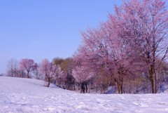 雪上桜１