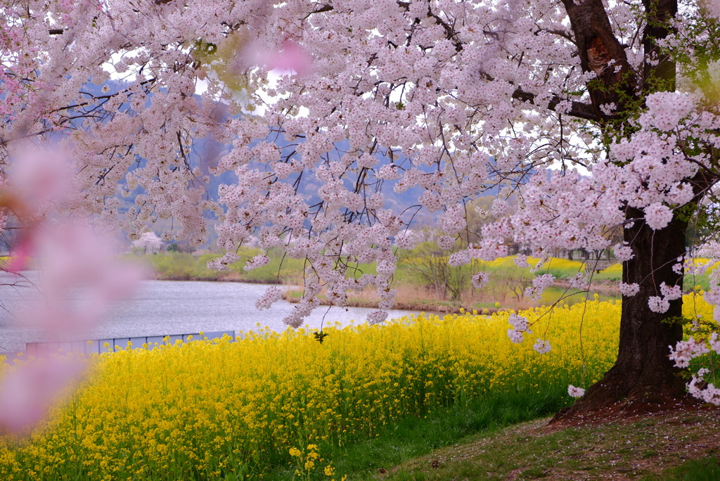 桜・菜の花３