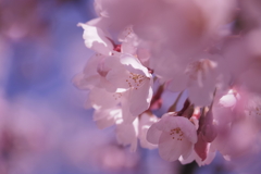 桜2024-4