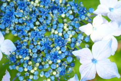 紫陽花１