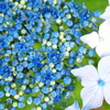 紫陽花１