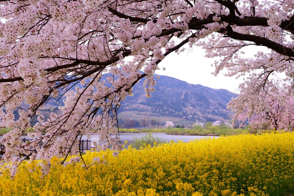桜・菜の花２