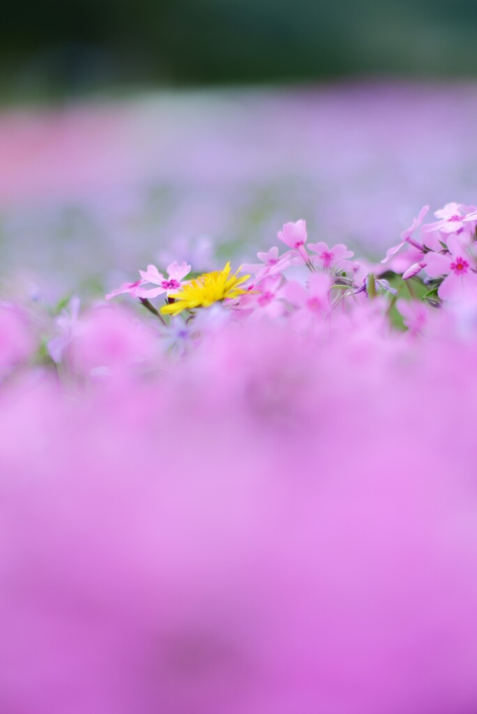 芝桜２