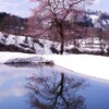 桜・残雪１