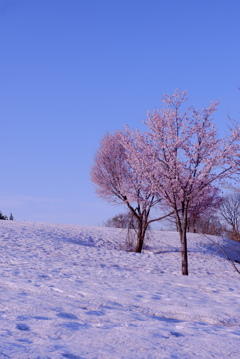 雪上桜２