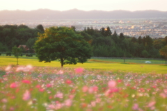 秋桜の丘