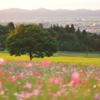 秋桜の丘