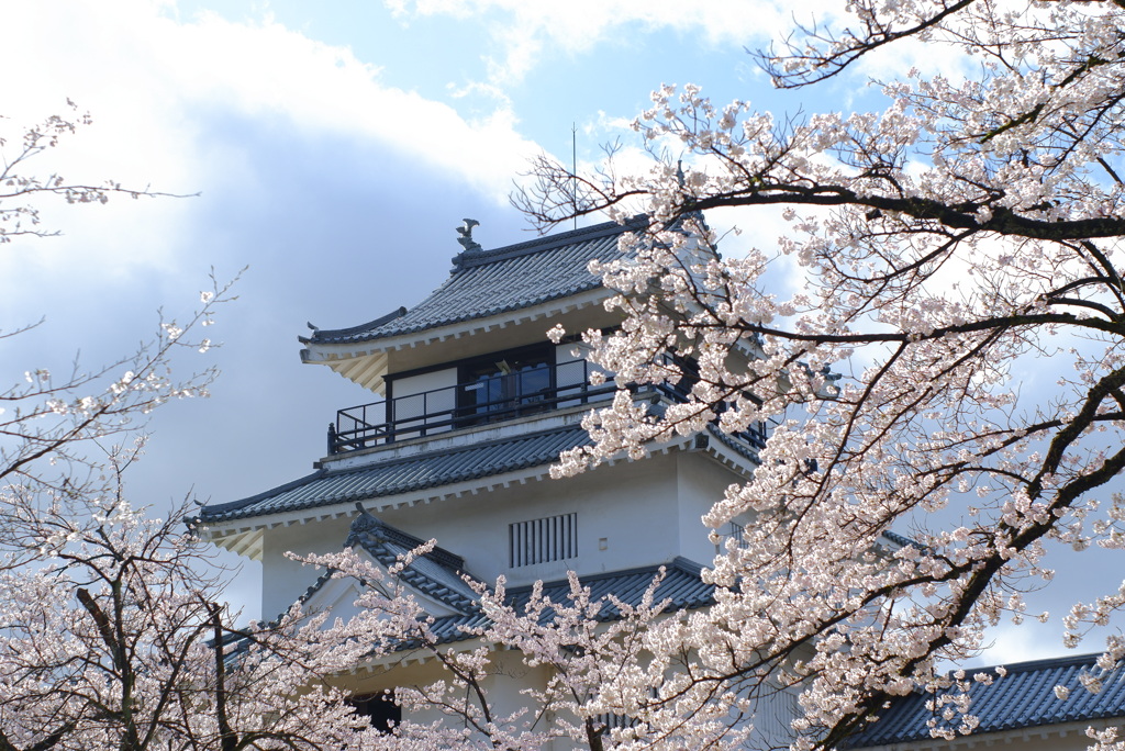 桜：お城(資料館)