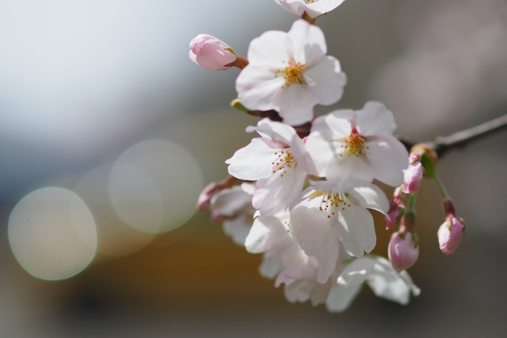 桜・