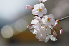 桜・