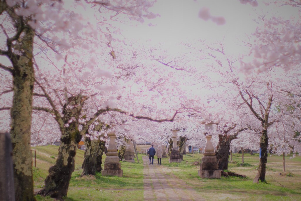 桜:散歩