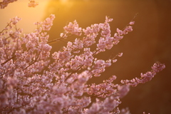 朝焼けの雪割れ桜