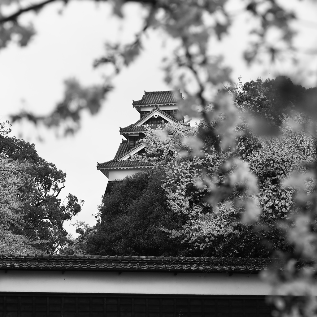 めぐる季節の中で　熊本城