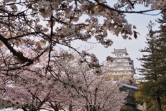 春の日に　姫路城
