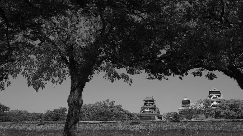 木陰　熊本城天守群