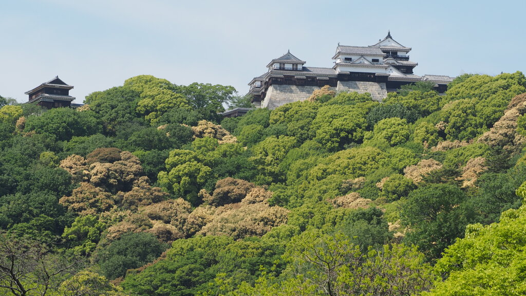 天守鮮やか　松山城
