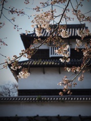 花の色は・・・