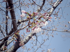さくら