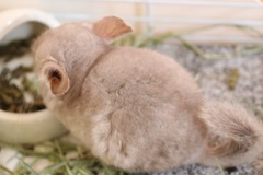 愛らしい後ろ姿