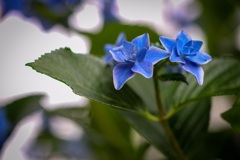 紫陽花だ