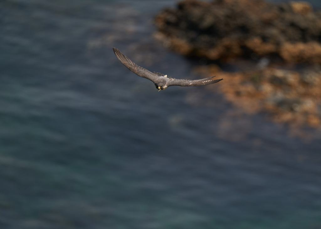 眼下の海原バック　ハヤブサ成鳥