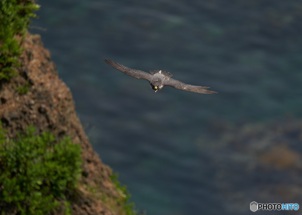 眼下の海原バック　ハヤブサ成鳥