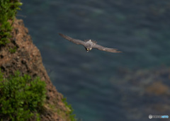 眼下の海原バック　ハヤブサ成鳥