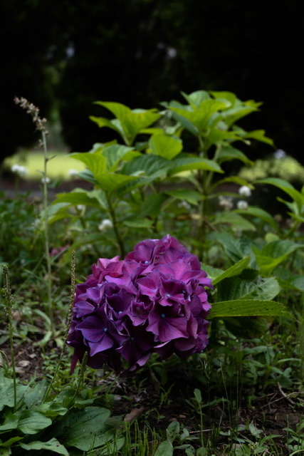 1人の紫陽花