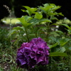 1人の紫陽花