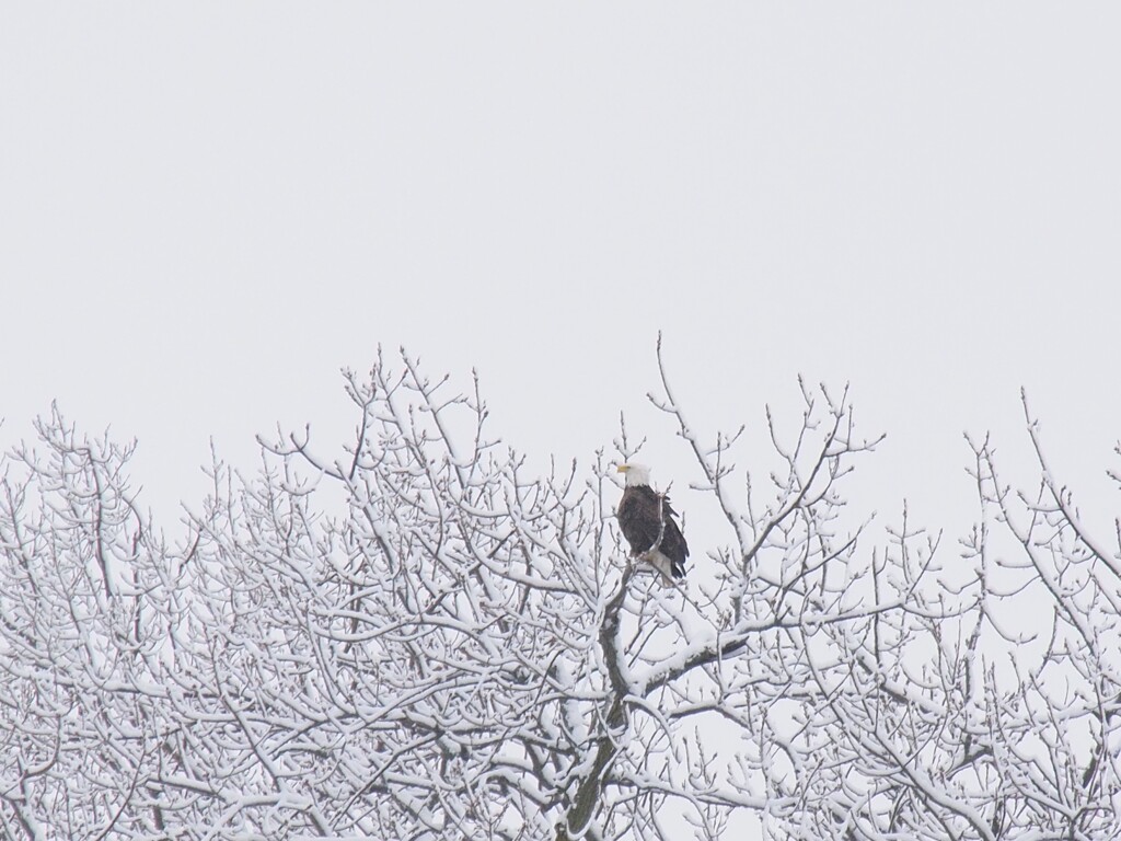 ハクトウワシ