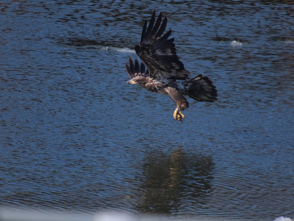 ハクトウワシyg