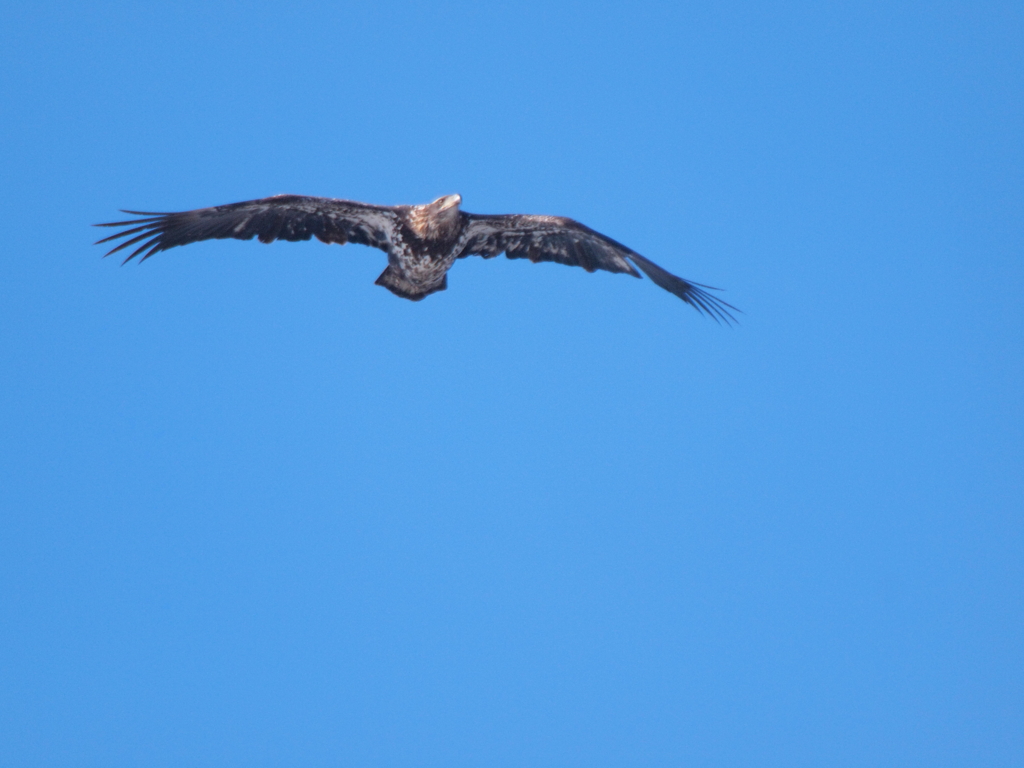 ハクトウワシyg