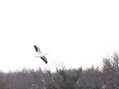 ペリカン