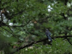 アオカケス