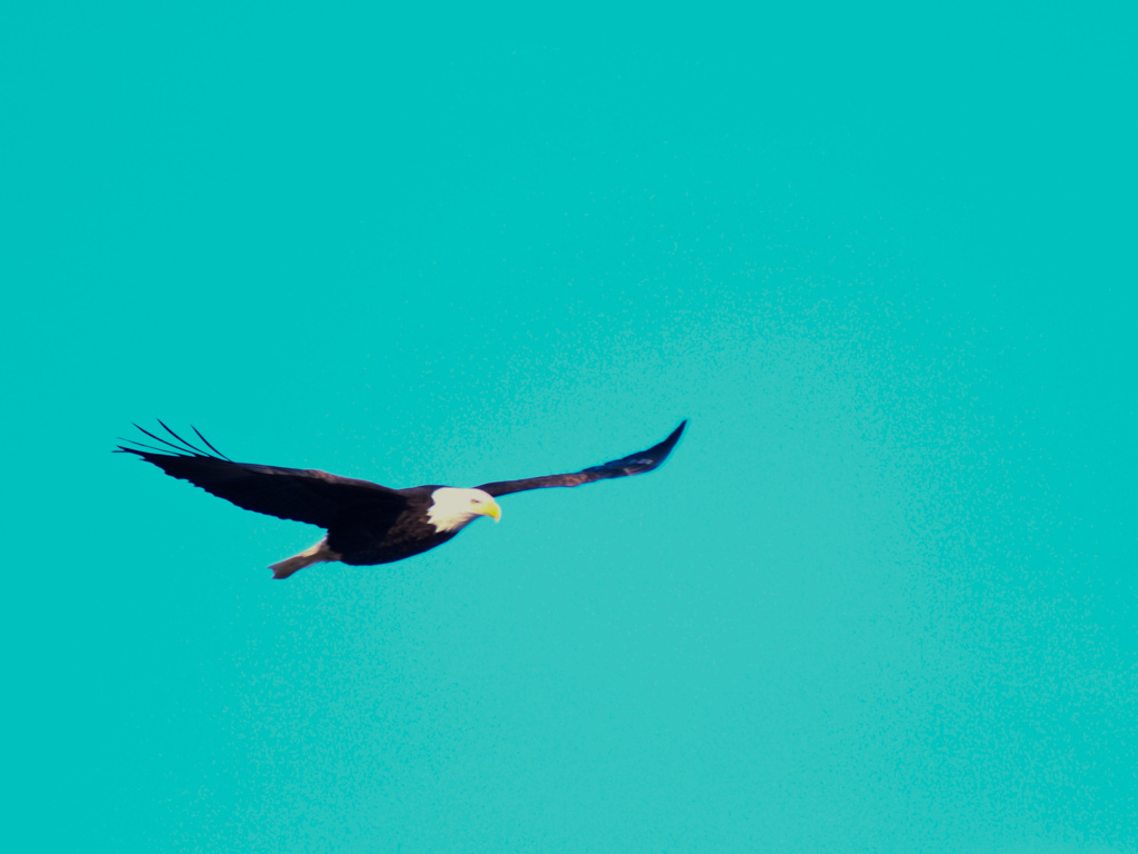 ボールドイーグル