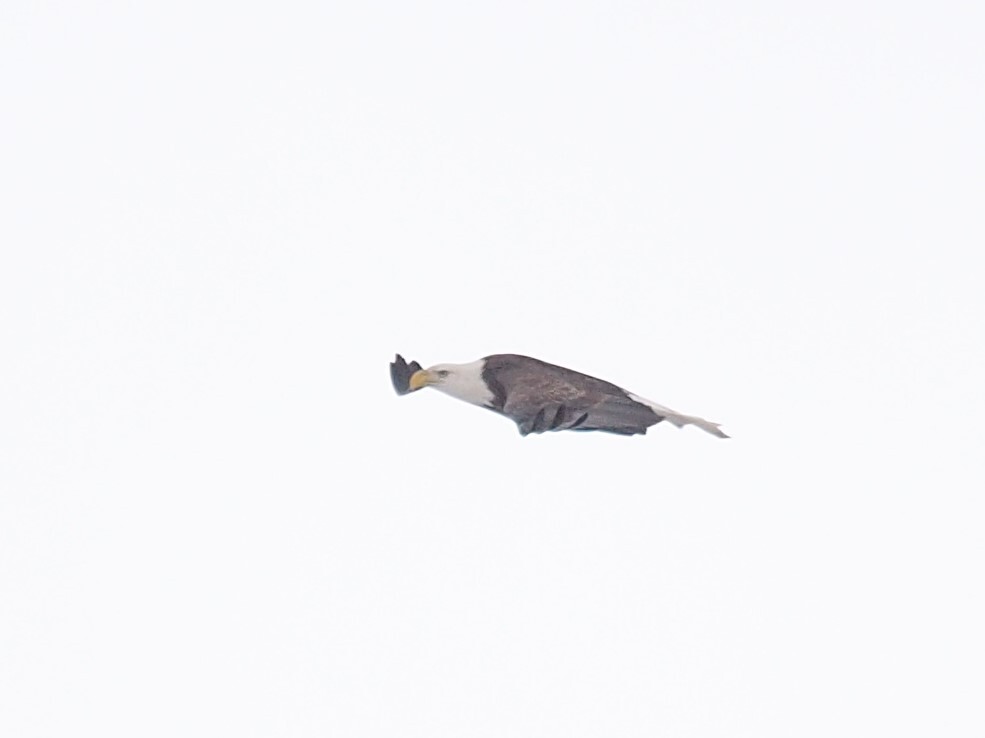 ハクトウワシ