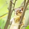 シマリス