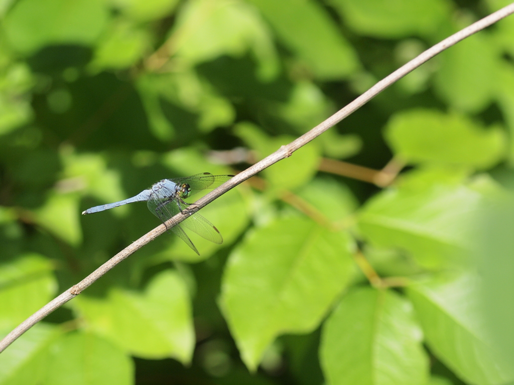 Eastern pondhawk