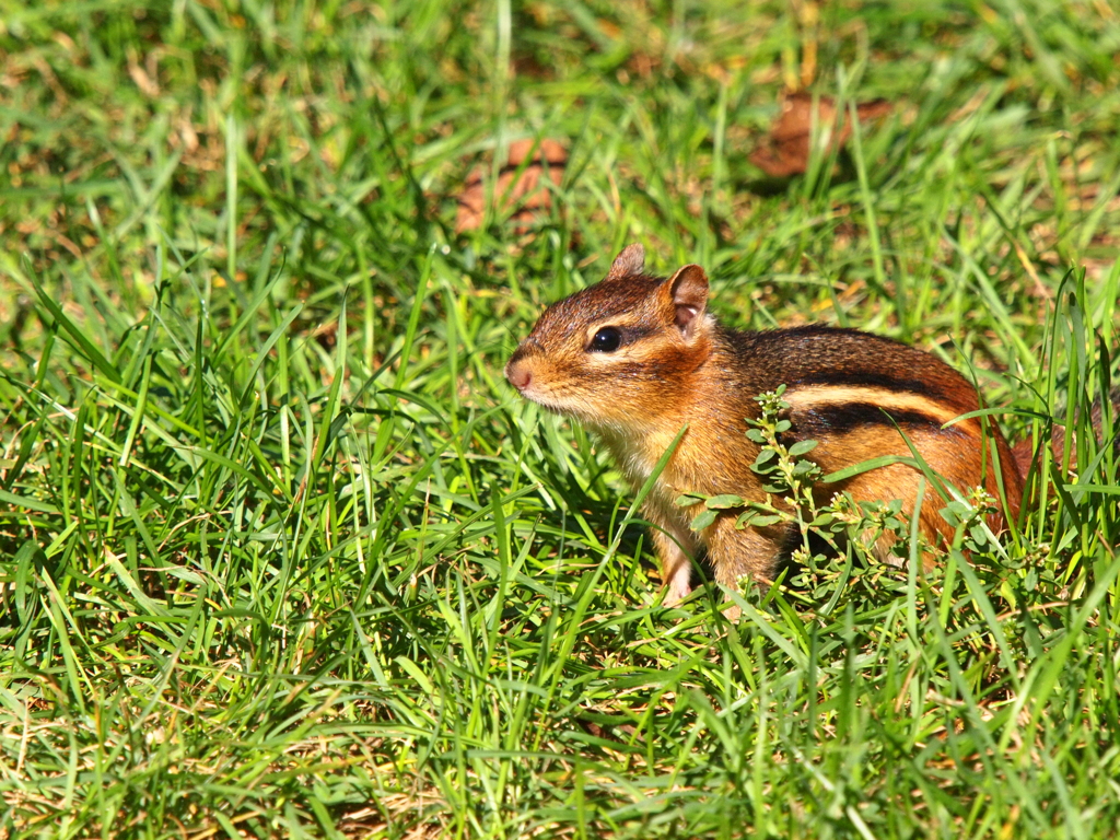 シマリス