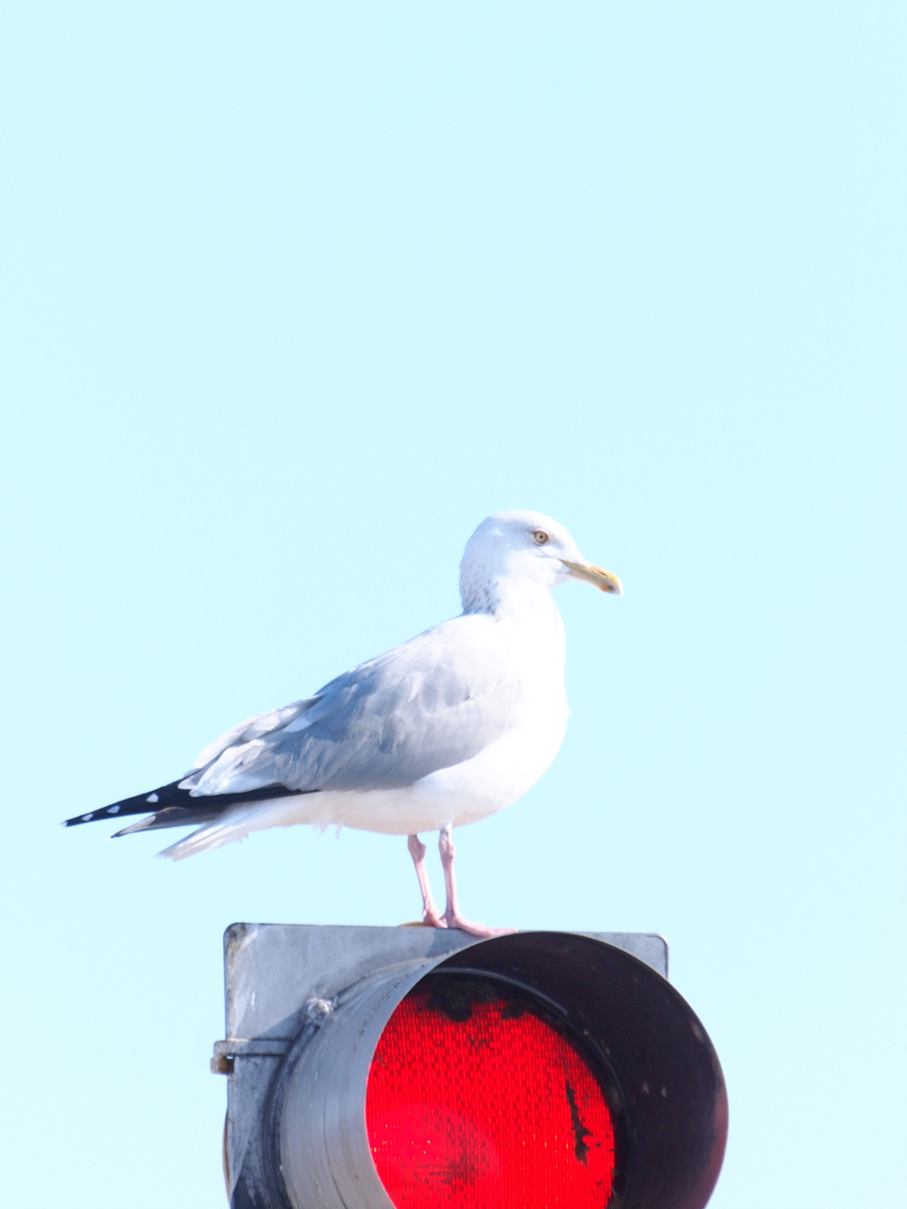 カモメ