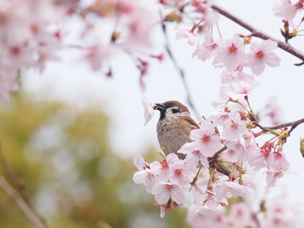 スズメ