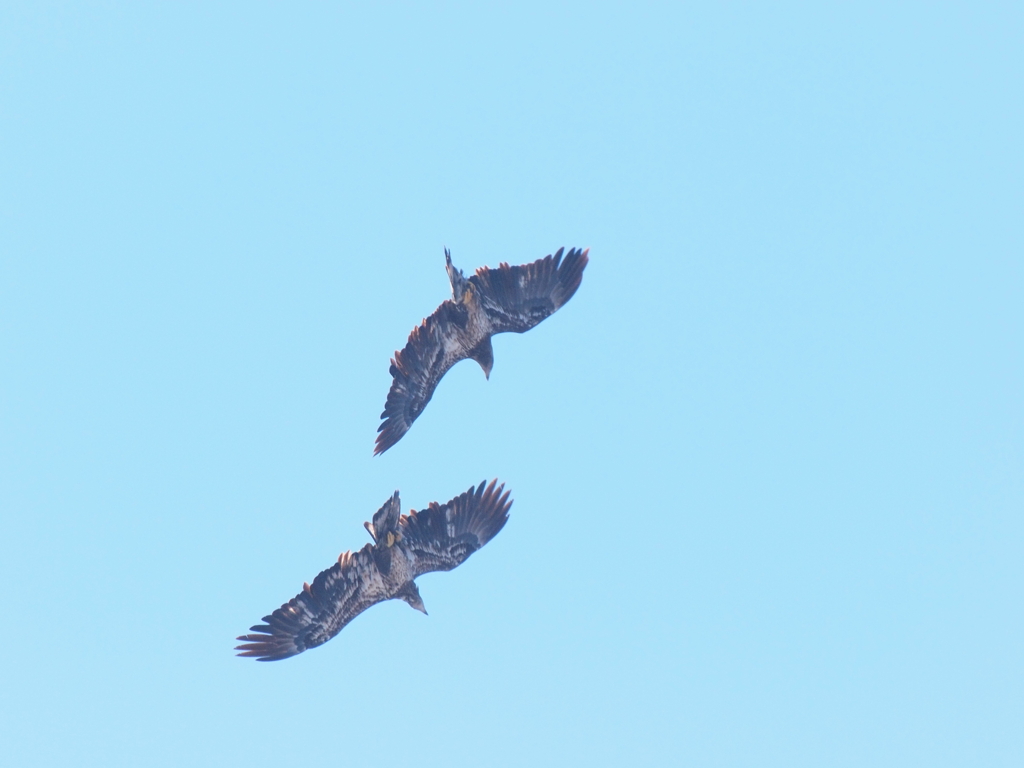 ハクトウワシyg