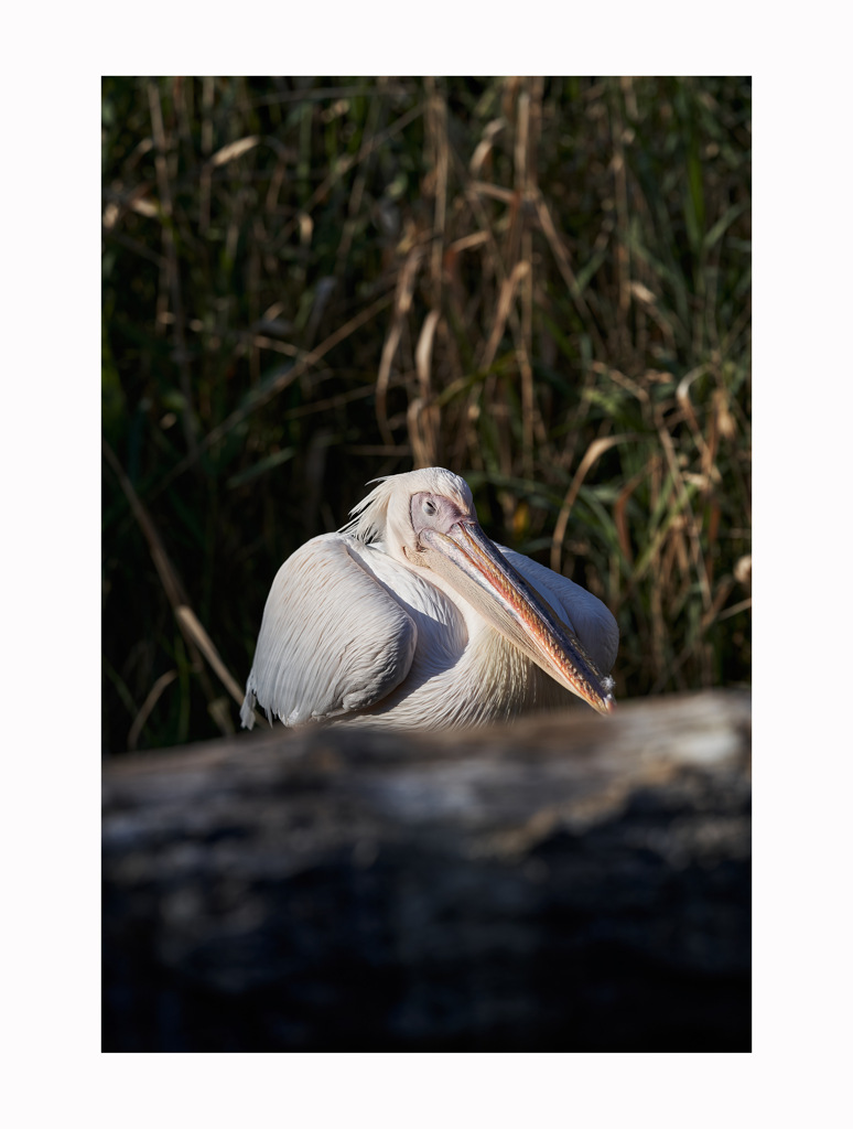 5DDB49AD-1930-4E56-80AC-A6137D50092B