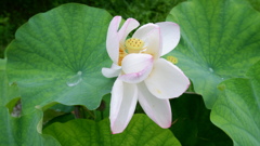 蓮華Ⅵ